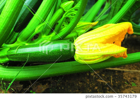 夏南瓜 夏南瓜 35743179