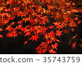 Autumn leaves 35743759