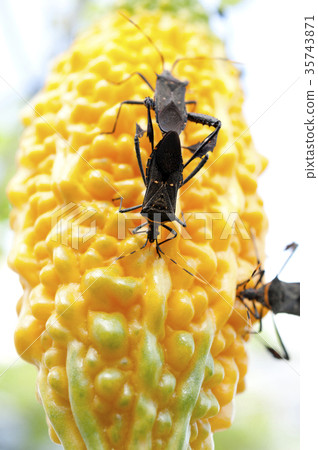 破壞苦瓜果實的銀蓮花蟲 35743871