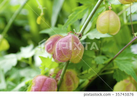 富森克魯茲 35743876