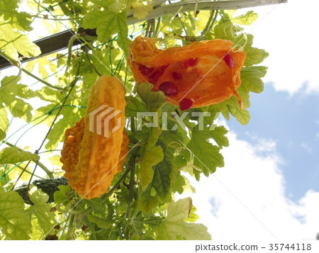 Goya too ripe Goya too ripe 35744118