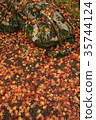 Autumn leaves fallen leaves 35744124