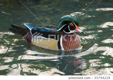 圖庫照片: wood duck or carolina duck (aix sponsa)