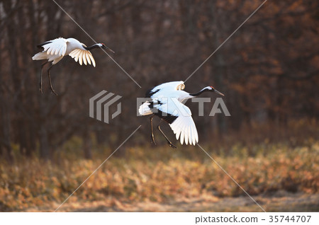 Two wing butterflies in landing position (Hokkaido · Tsurui) 35744707