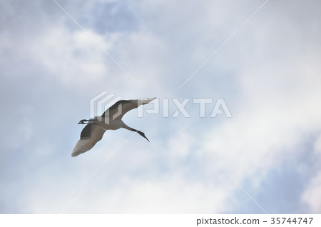 Dandruck起重機跳舞藍天（北海道，Tsurui） 35744747