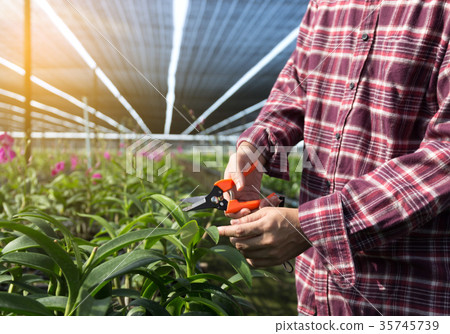 Farmer fresh vegetables, agriculture food agr Farmer fresh vegetables, agriculture food agr 35745739