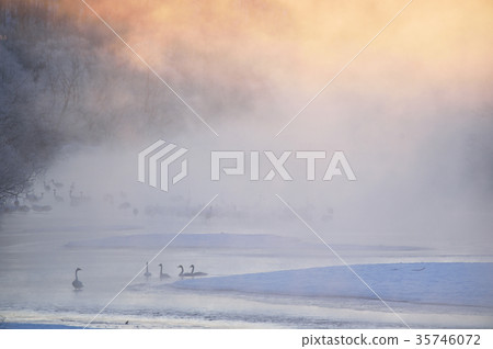 樹冰和河霧和蜥蜴起重機和天鵝在北海道（Tsurui，北海道） 35746072
