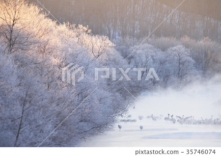 在早晨的陽光（北海道·鶴井）照耀的冰，河霧和樹鶴 35746074