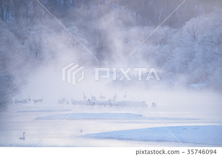 Tancho在日出前的棲息地（北海道） 35746094