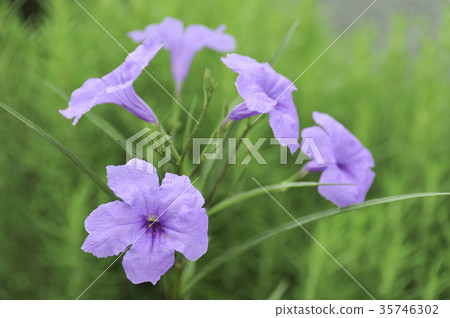 Willow Val Ali看到了花 Willow Val Ali看到了花 35746302