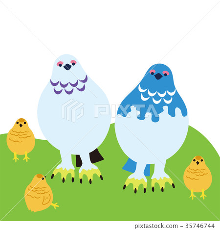 Grouse parent and child 01 35746744