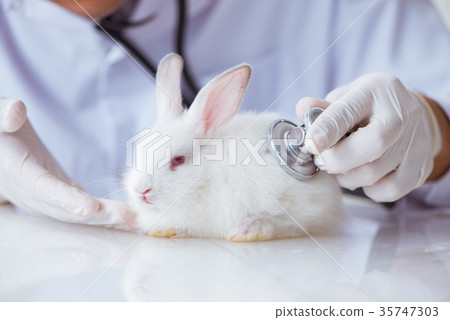 Vet doctor examining rabbit in pet hospital Vet doctor examining rabbit in pet hospital 35747303