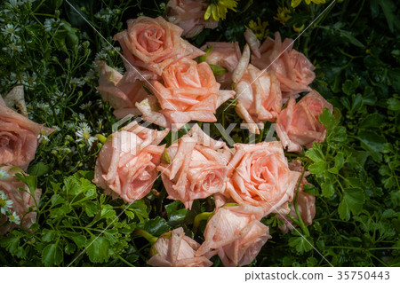 roses flowers decoration at flower market 35750443