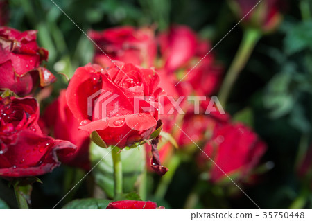 red roses flowers decoration at flower market 35750448