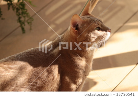 Somali Somali 35750541