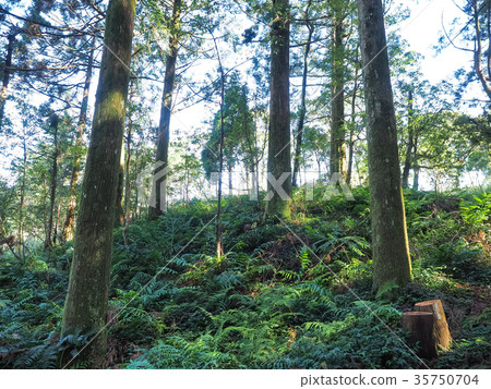 Forest Forest 35750704