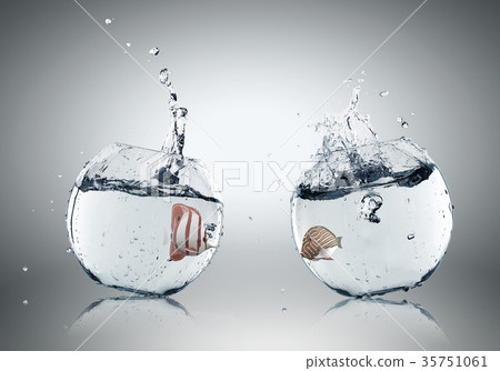 Exotic fish 35751061