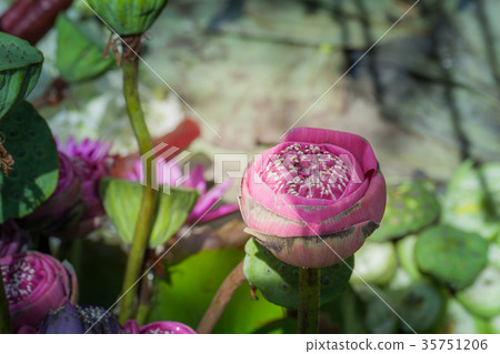 pink lotus flowers decoration at flower market. 35751206