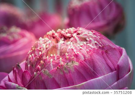 pink lotus flowers decoration at flower market. 35751208