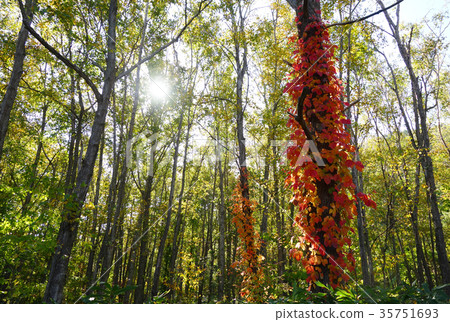 Autumn leaves 35751693