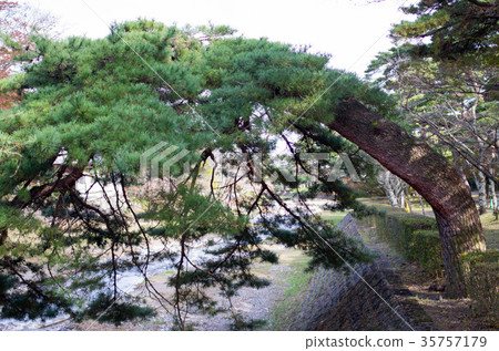 在Yoro公園的松樹 在Yoro公園的松樹 35757179