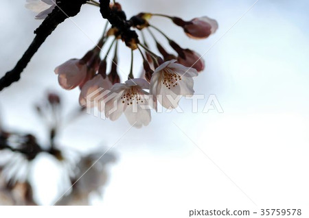 Cherry blossoms with moss 35759578