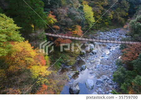 栃木吊橋Gokaso 35759700