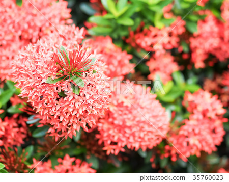 Flowers Flowers 35760023