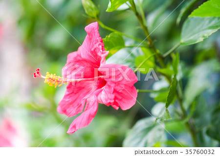 花 35760032