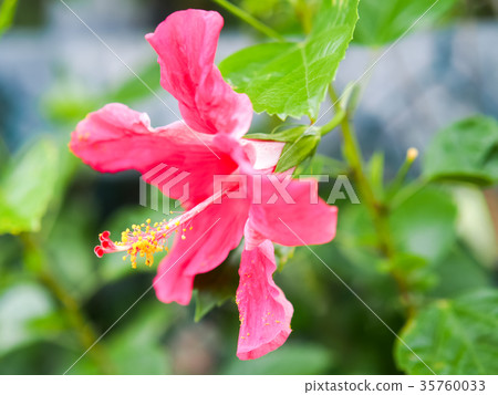 花 35760033