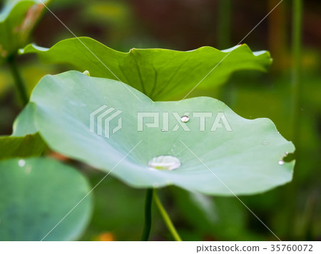 蓮花池 35760072