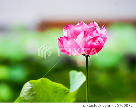 蓮花池 35760073