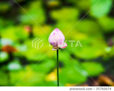 蓮花池 35760074