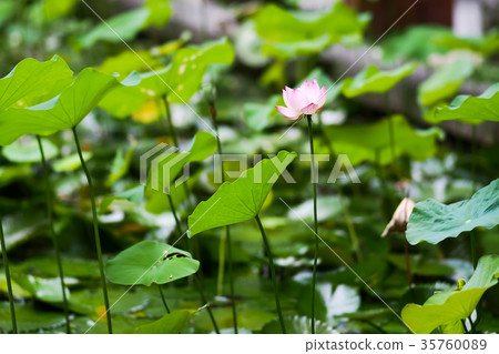 Lotus pond 35760089