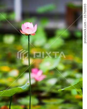 Lotus pond Lotus pond 35760093