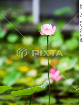 Lotus pond Lotus pond 35760094