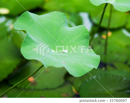 Lotus pond 35760097