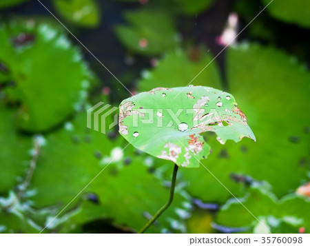 Lotus pond Lotus pond 35760098