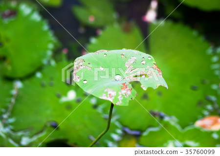 Lotus pond Lotus pond 35760099