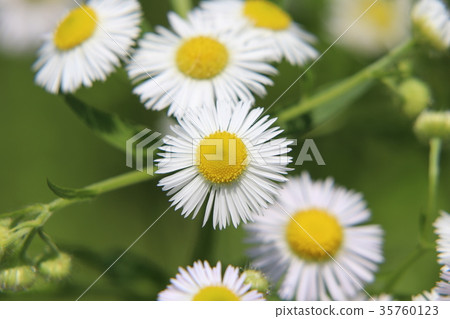 Himejoon flower 35760123