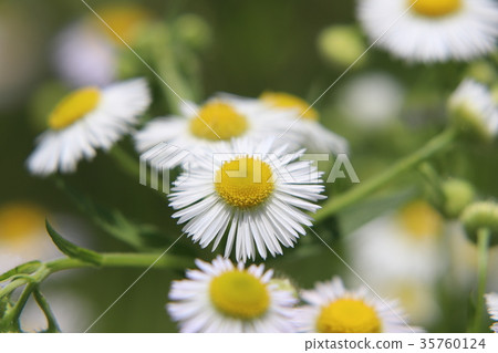 Himejoon flower 35760124