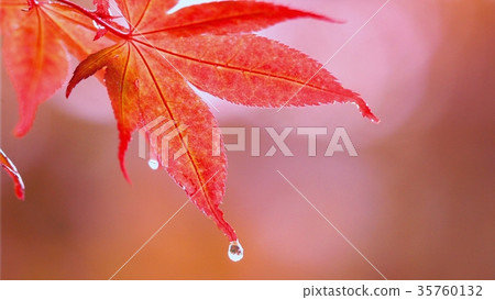 Luminous sparkle in late autumn 35760132