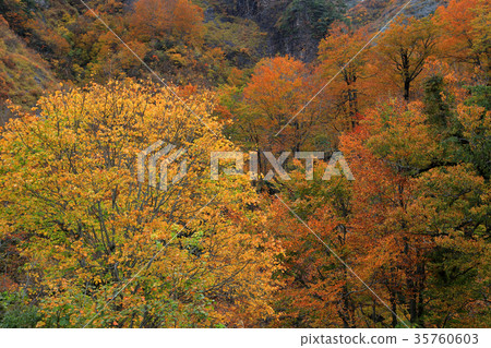 Autumn leaves in the foothills Takokura Rest Office 35760603