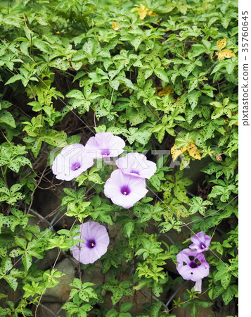 Morning glory 35760645