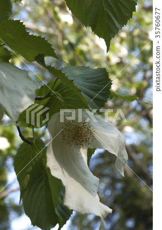 Handkerchief Handkerchief 35760677