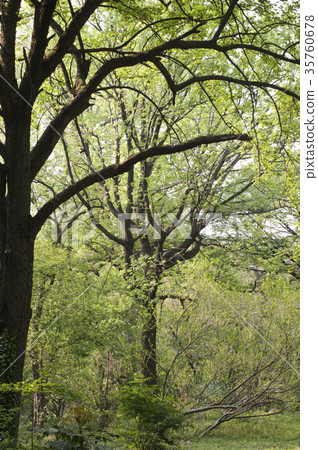 Fresh green 35760678