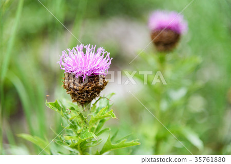 Stemmacantha carthamoides flower. Altai. Russia Stemmacantha carthamoides flower. Altai. Russia 35761880