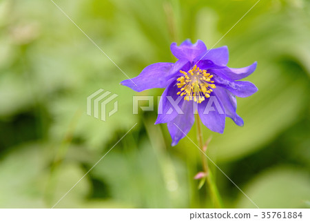 Aquilegia glandulosa flower. Altai Republic Russia 35761884