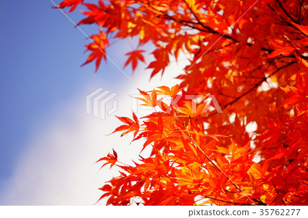 Autumn leaves and blue sky 35762277