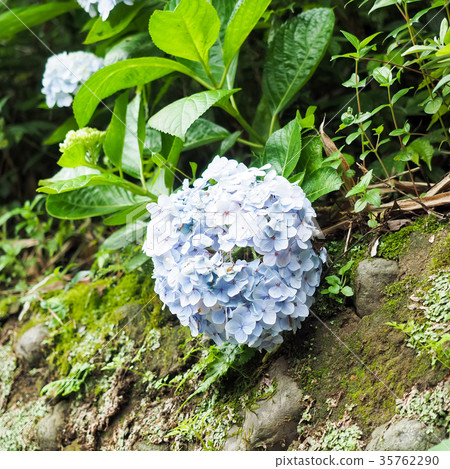 hydrangea hydrangea 35762290